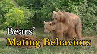 Surprising Facts about Bears Mating Behaviors  Footages of Bears Mating