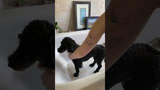 Tula’s Bath Time+