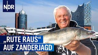 Auf Zanderjagd in der Hamburger HafenCity  Rute raus der Spaß beginnt  NDR