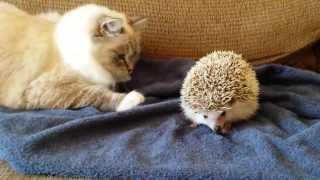 ORIGINAL VIDEO Kitty sits on hedgehog