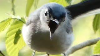 Gnatcatcher bird call  song  sound  Blue-gray