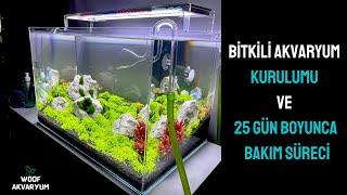 Bitkili Akvaryum Tasarımı ve 25 Günlük Süreci Aquascaping  Bitkili Akvaryum Kurulumu