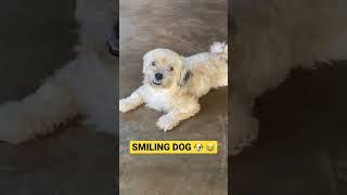 DOGS TO SMILE  #dogs #doglover #philippines #youtuber #asia #vlogger #vlogger #backpacking #like