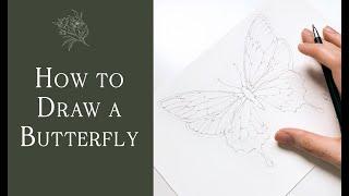 How to Draw a Butterfly Tutorial