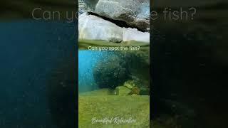 Underwater View #nature #relaxing #outdoors #relax #underwater #shorts #fishing #fish #river