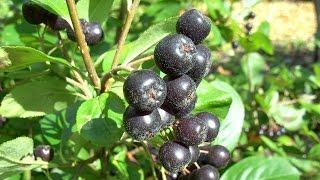 Aronia im eigenen Garten anbauen und vermehren