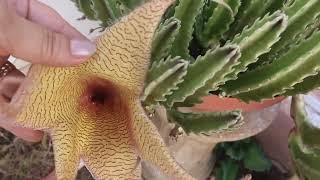 Stapelia flores en forma de estrella de mar. liclonny