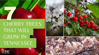 7 Edible & Flowering Cherry Trees for Tennessee