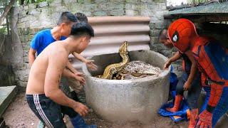 Spider-Man Helping The Villagers  Catch 2 Ferocious Giant Pythons