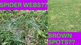 DOLLAR SPOT  spider webs  brown spots on my lawn