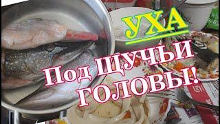 Уха ПОД ЩУЧЬИ ГОЛОВЫ