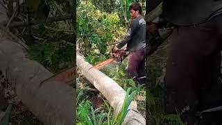 tetap semangat dalam bekerja #tebangpohon #chainsaw #tebangkayu #chainsawman #stihl