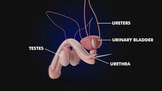 Urinary bladder Structure and Function of Urinary bladder 3d Illustration