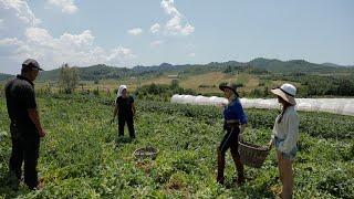 Nfermë Stë fus në derë-Fermeri i ulëret balerinës shqiptare tek bizelet“E Diell”20 Qershor 2021