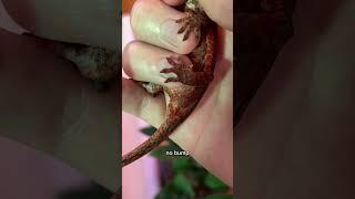 Gecko gender reveal