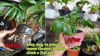 easy way to process mame coconut bonsai rose pot #mamecoconutbonsai #mamebonsai