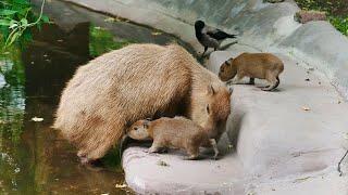 Два детеныша капибар родились в Московском зоопарке