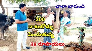 మాసొంతపొలంలో షెడ్ నిర్మించి 200 నాటుకోళ్ళు పెంచుతున్నం చాలా బాగుందిNatukodi farmingNatukodi chicks