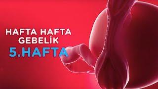 Hamilelikte 5. Hafta - Hafta Hafta Gebelik  İlk Adımlarım