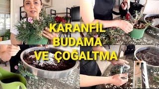 KARANFİL ÇİÇEĞİ.BUDAMA VE ÇOĞALTMA #dışmekançiçekleri #karanfilçoğaltımı#karanfilbudama