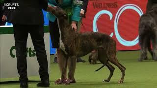 Best of Breed Hound GroupGREYHOUND2017-2022