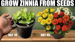 How To Grow Zinnia From Seeds  SEED TO FLOWER