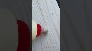 How to fix wood using sawdust from orbital sander #diy #shorts #howto