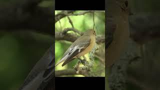 #bird #nature  малая мухоловка