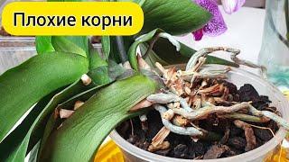 РЕАНИМАЦИЯ орхидеи с ПЛОХИМИ КОРНЯМИ  Пересадка орхидеи