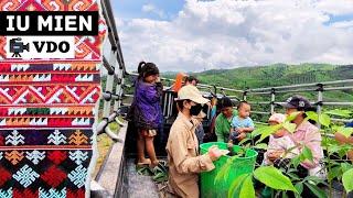 Iu Mien VDO  Planting Rubber Trees and Harvesting Cucumbers in a Mountain Rice Field