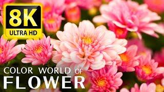 The Most Beautiful Flowers Collection 8K ULTRA HD  8K TV - Relax With The Sounds Of Nature