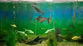 Fish tank - Fish Aquarium