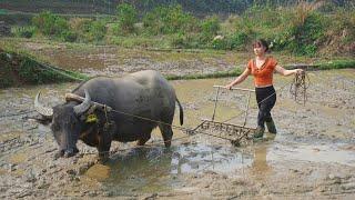 How To Harrow Primitive Fields With Buffalo Spring Rice Planting  Free Bushcraft Ep117