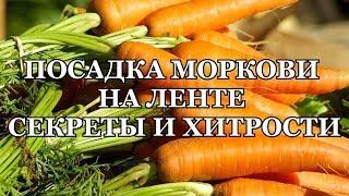 ПОСАДКА МОРКОВИ НА ЛЕНТЕ