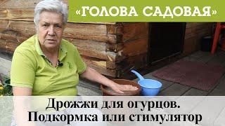 Голова садовая - Дрожжи для огурцов. Подкормка или стимулятор