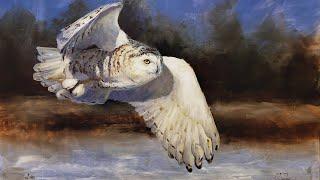 Part3 Painting the Snowy Owl  Animal Portrait Techniques