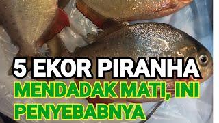 MENDADAK PIRANHA MATI INI PENYEBABNYA #piranha