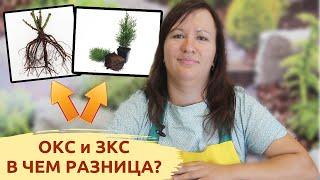 ВАМ ОБ ЭТОМ НЕ РАССКАЖУТ САЖЕНЦЫ ОКС и ЗКС В чем разница?