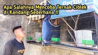 PEMULA TERNAK CIBLEK DI KANDANG KECIL SEDERHANA  BEGINI HASIL NYA 