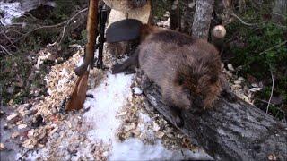 Majavan Metsästys Beaver Hunting 2020 Jakso 4