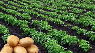 Agriculture Technology Potatoes  Cultivativate Potatoes  Amazing Potatoes Field  Potatoes
