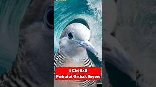 3 Ciri Asli Perkutut Ombak Segoro #perkututkaturanggan #mitosperkutut #perkututmistis