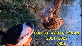 Çulluk Avı 2021-2022 Sezonu - Woodcock Hunt 4K