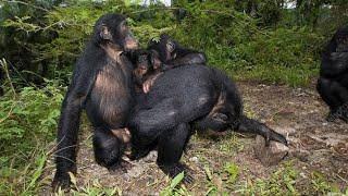 chimpanzee mating.