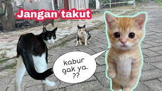 BERUSAHA MENDEKATI KUCING JALANAN YANG MASIH PENAKUT DAN PEMALU