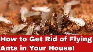 How to Get Rid of Flying Ants in Your House -- Simple But Effective Methods