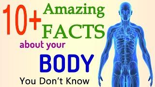 10+ Facts about Human Body  Amazing Body Facts  Interesting Facts