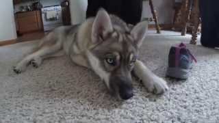 gerberian shepsky - german shepherd siberian husky mix