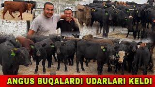 ANGUS BUQALARNI️90-567-80-98  91-323-07-28  77-267-06-98  99-933-19-44 UDARLARI KELDI