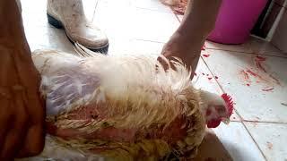 طريقة دبح الدجاج في المغرب
